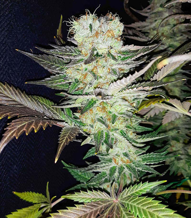 Gelato fem (Blimburn Seeds) семена конопли — изображение 4