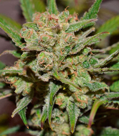 G14 Auto fem (FastBuds) семена конопли — изображение 4