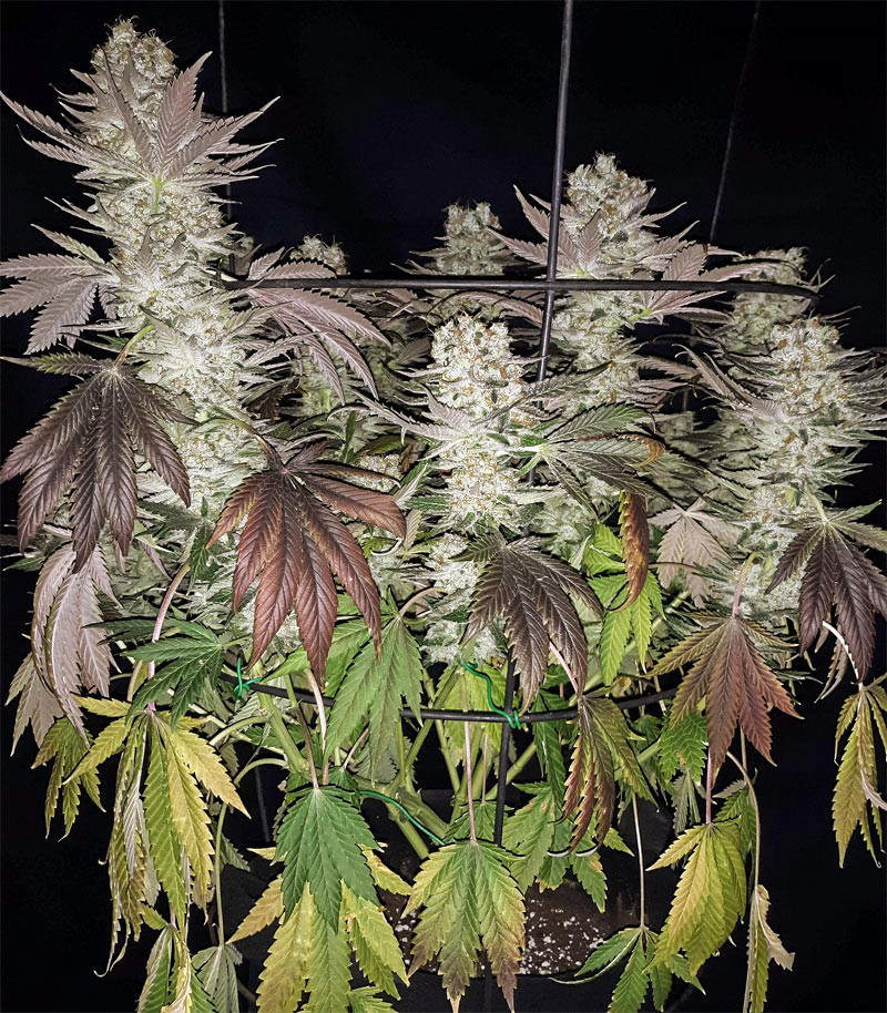 Gelato fem (Blimburn Seeds) семена конопли — изображение 3