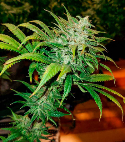 Glue Kripple fem (Dr. Krippling Seeds) семена конопли — изображение 3