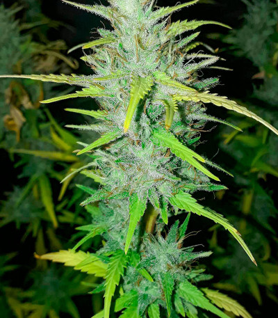 Glue Kripple fem (Dr. Krippling Seeds) семена конопли — изображение 5