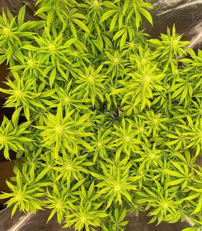 Glue Kripple fem (Dr. Krippling Seeds) семена конопли — изображение 4