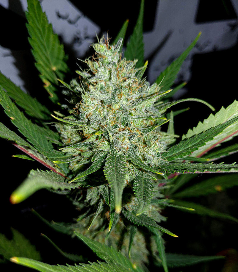 Gorilla Cookies Auto fem (FastBuds) семена конопли — изображение 4