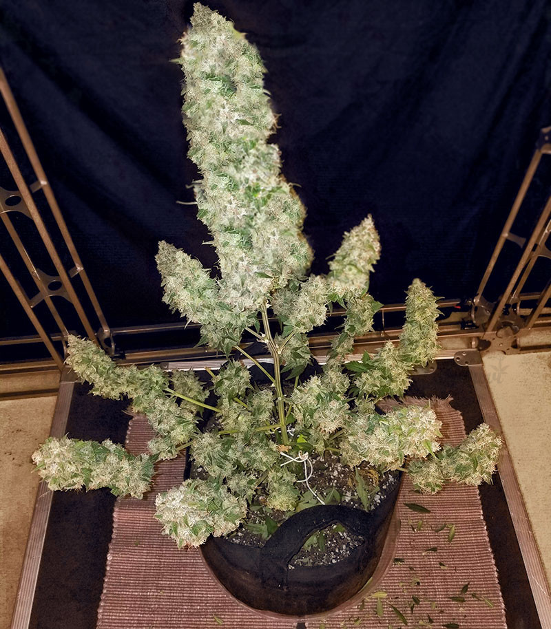 Семена сорта Gorilla Glue #4 fem (Cali Buds Seeds) — изображение 2