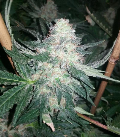 Incredible Bulk fem (Dr. Krippling Seeds) семена конопли — изображение 6