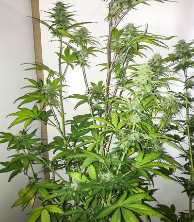 Kali Banner fem (AlphaFem Seeds) семена конопли — изображение 6