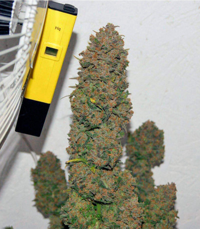 Mexican Airlines auto fem (FastBuds) семена конопли — изображение 4