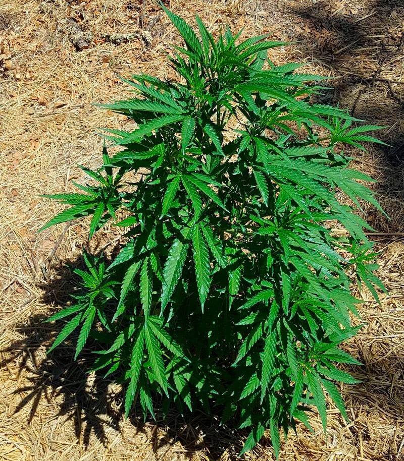 Семена сорта Mind Can'trol fem (Dr. Krippling Seeds) — изображение 2