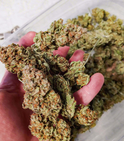 Original Auto White Widow fem (FastBuds) семена конопли — изображение 3