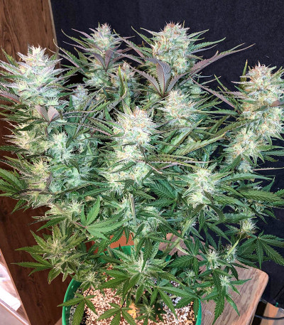 Original Blueberry Auto fem (FastBuds) семена конопли — изображение 3