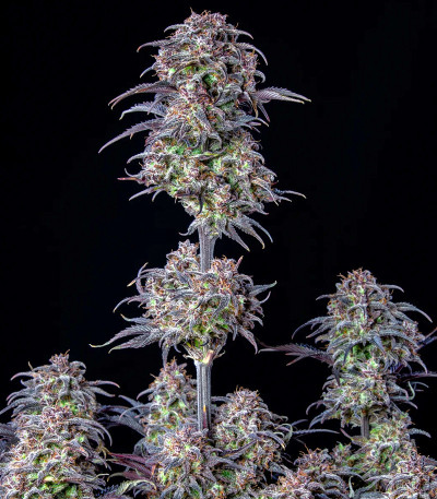 Original Blueberry Auto fem (FastBuds) семена конопли — изображение 4
