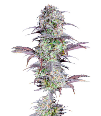 Original Blueberry Auto fem (FastBuds) семена конопли
