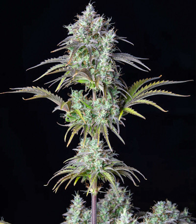 Original Blueberry Auto fem (FastBuds) семена конопли — изображение 5
