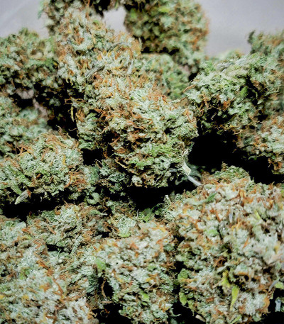 Original Trainwreck Auto fem (FastBuds) семена конопли — изображение 5