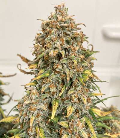 Original Trainwreck Auto fem (FastBuds) семена конопли — изображение 4