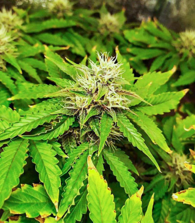 Punch Gelato #33 Auto fem (Cali Buds Seeds) семена конопли — изображение 4