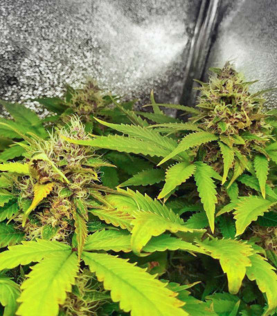Punch Gelato #33 Auto fem (Cali Buds Seeds) семена конопли — изображение 5