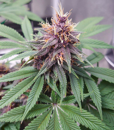 Punch Gelato #33 Auto fem (Cali Buds Seeds) семена конопли — изображение 3