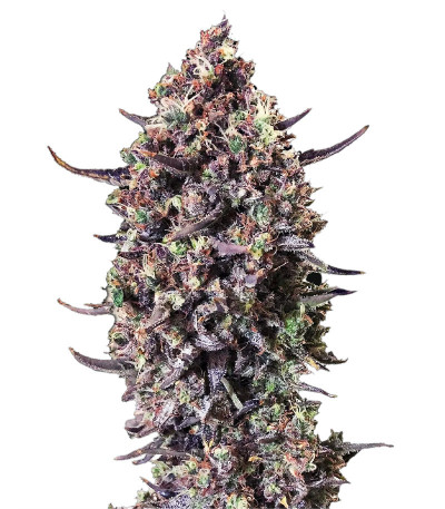 Punch Gelato #33 Auto fem (Cali Buds Seeds) семена конопли