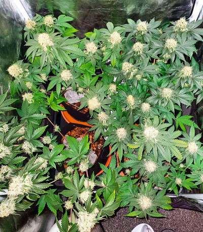 Sherbert Gorilla fem (Dr. Krippling Seeds) семена конопли — изображение 4