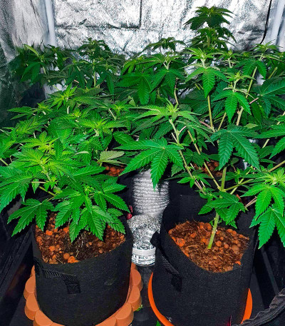 Sherbert Gorilla fem (Dr. Krippling Seeds) семена конопли — изображение 5