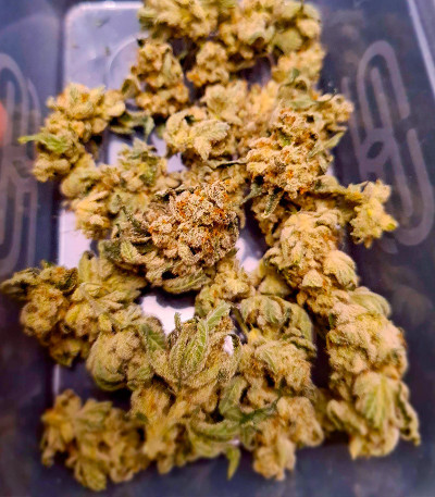 Sherbert Gorilla fem (Dr. Krippling Seeds) семена конопли — изображение 6