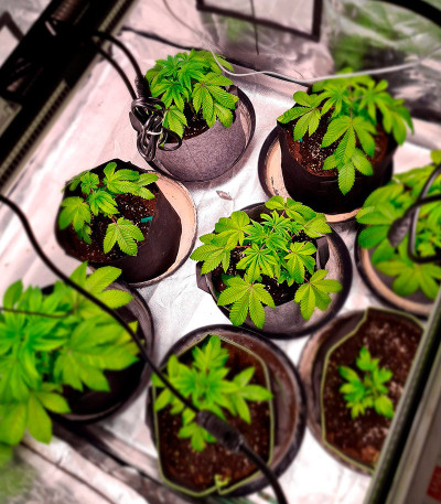 Sherbert Gorilla fem (Dr. Krippling Seeds) семена конопли — изображение 8