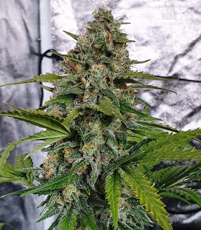 Smoothie Auto fem (FastBuds) — изображение 4
