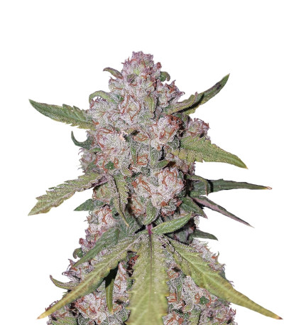 Stardawg auto (FastBuds) семена конопли
