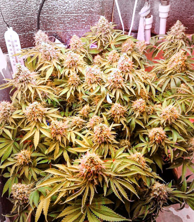 Wedding Cake fem (Cali Buds Seeds) семена конопли — изображение 3