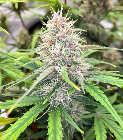 Banana Purple Punch Auto fem (FastBuds) семена конопли — изображение 8