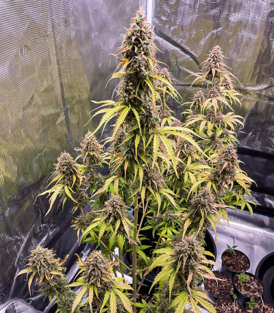 Banana Purple Punch Auto fem (FastBuds) семена конопли — изображение 7