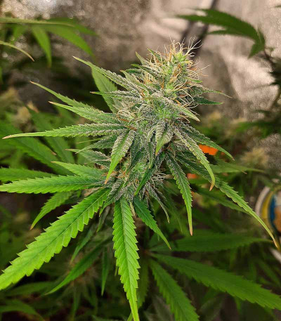 Bubble Gum Sherb fem (Blimburn Seeds) семена конопли — изображение 3
