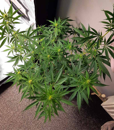 Bubble Gum Sherb fem (Blimburn Seeds) семена конопли — изображение 4