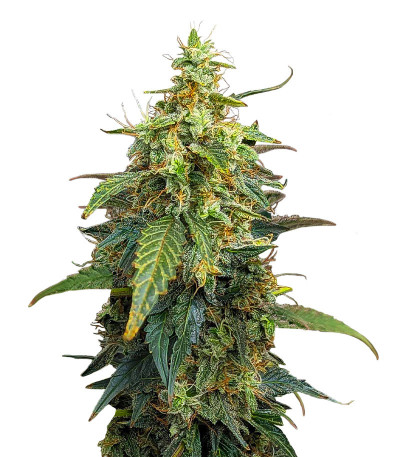 Fat Bastard Auto fem (Blimburn Seeds) семена конопли