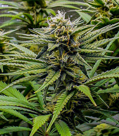 GG4 Sherbet FF fem (FastBuds) семена конопли — изображение 4
