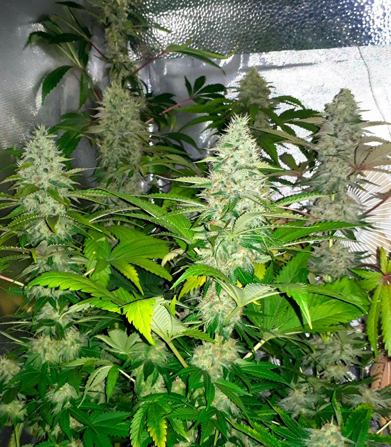 Grandaddy Purple fem (Blimburn Seeds) семена конопли — изображение 3