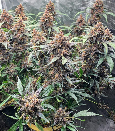 Purple Lemonade FF fem (FastBuds) семена конопли — изображение 5