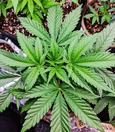 Purple Lemonade FF fem (FastBuds) семена конопли — изображение 6