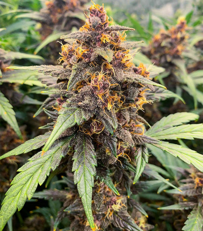 Purple Lemonade FF fem (FastBuds) семена конопли — изображение 8