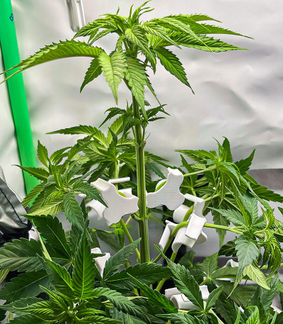 Purple Lemonade FF fem (FastBuds) семена конопли — изображение 9