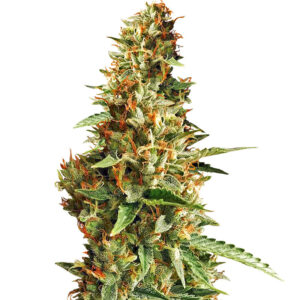 Семена сорта DO-SI-DOS fem (Cali Buds Seeds)
