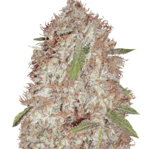 Семена сорта Blue Kripple fem (Dr. Krippling Seeds)
