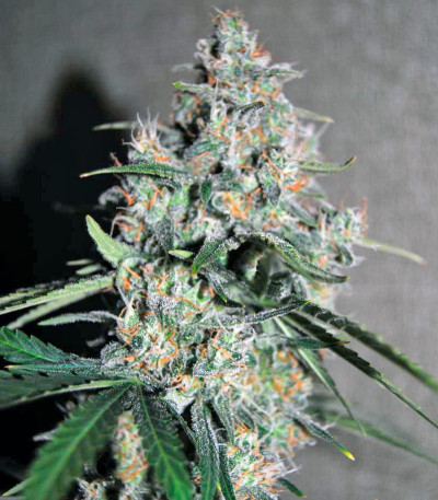 Auto Wappa fem (Paradise Seeds) семена конопли — изображение 3