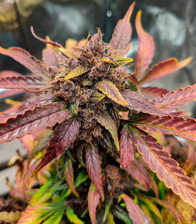 Blackberry Moonrocks Auto fem (AlphaFem Seeds) семена конопли — изображение 3