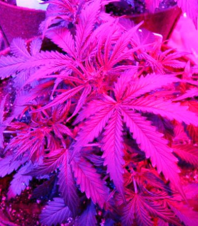 Critical Jack Herer Auto fem (Delicious Seeds) семена конопли — изображение 3