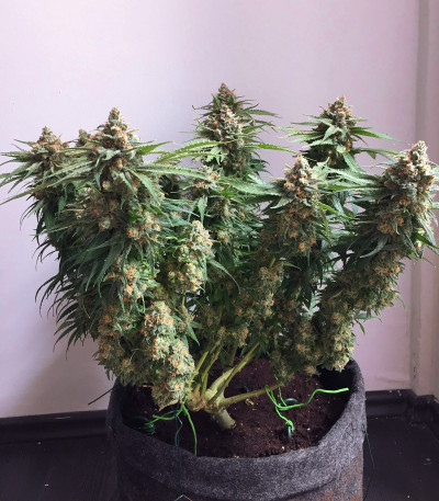 Delicious Cookies fem (Delicious Seeds) семена конопли — изображение 5