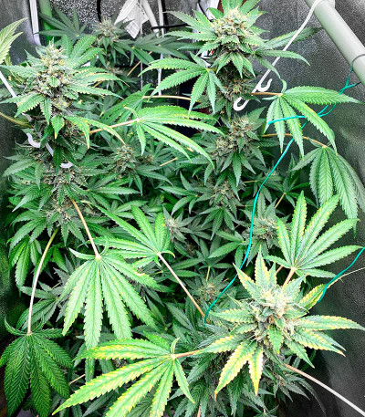 Eleven Roses Early Version fem (Delicious Seeds) семена конопли — изображение 6