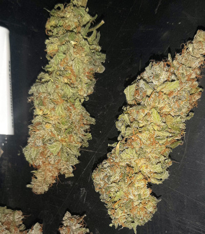 Eleven Roses Early Version fem (Delicious Seeds) семена конопли — изображение 4