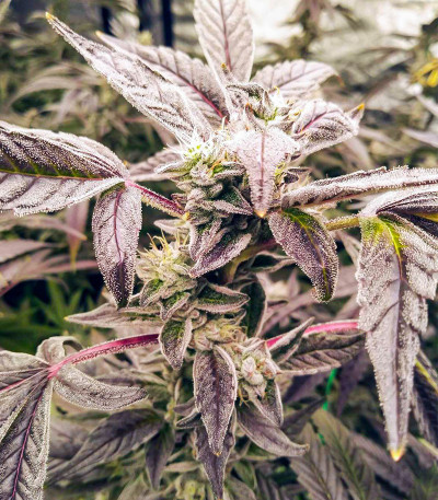Golosa fem (Delicious Seeds) семена конопли — изображение 3